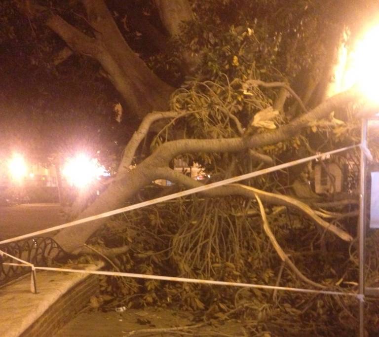 Cae una rama del ficus centenario del Parterre (PL)