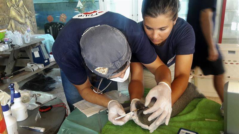 23/08/2016. Miembros de la ONG internacional Four Paws rescatan a 15 animales, todos los que quedaban vivos en el zoo de Jan Yunis, al sur de la Franja de Gaza. El zoo se cerrará y los animales serán enviados mañana a Jordania y Suráfrica, a través de Israel (Foto: EFE)