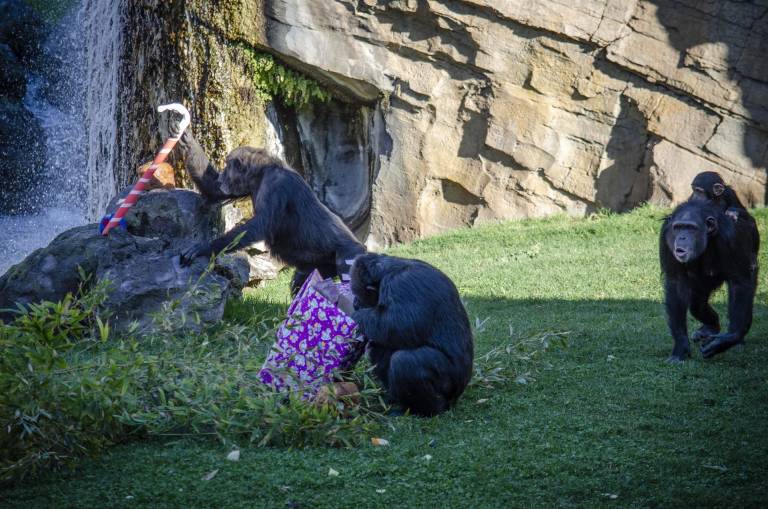 Foto: BIOPARC VALENCIA