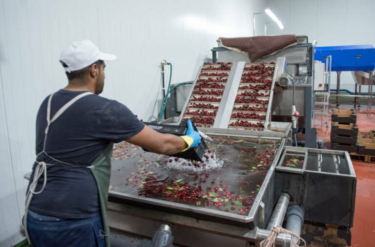 Operario trabajando con cerezas.