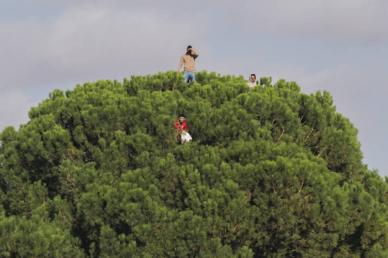 Foto: Aficionados observan desde un árbol el partido de Copa del Rey entre el Quintanar y el Girona, este domingo en Quintanar del Rey (Cuenca). EFE/José del Olmo