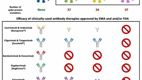 Las subvariantes de ómicron BA.1, BA.4 y BA.5, así como Q.1.1, presentan un elevado número de mutaciones en la proteína de la espiga