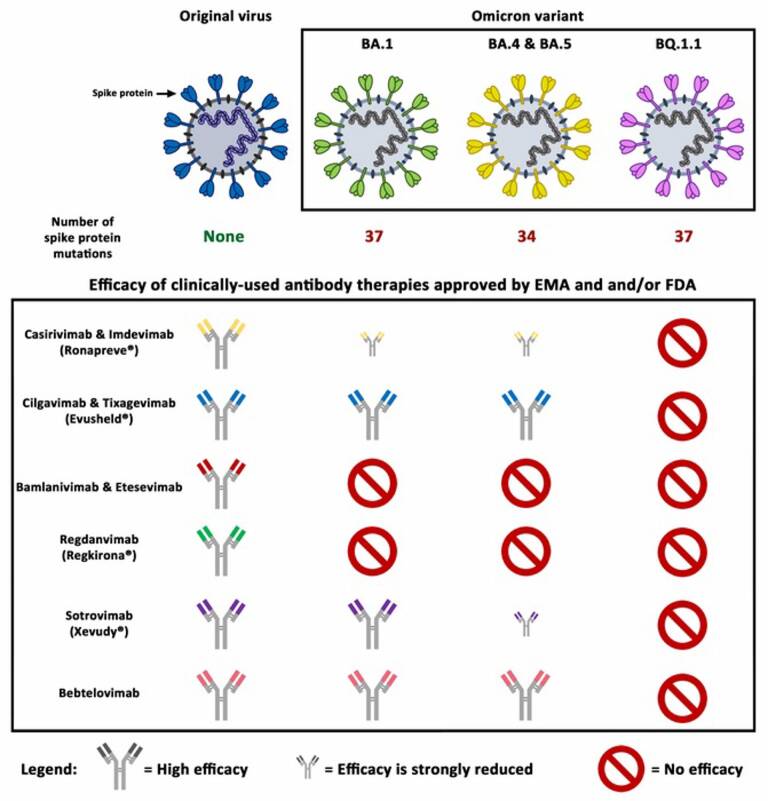 Las subvariantes de ómicron BA.1, BA.4 y BA.5, así como Q.1.1, presentan un elevado número de mutaciones en la proteína de la espiga