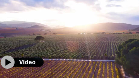 BODEGAS FRANCISCO GOMEZ