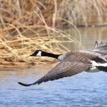 Foto: TOM KOERNER/USFWS