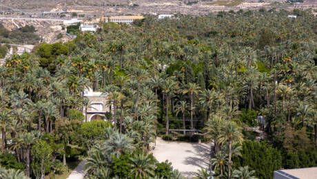 palmeral elche censos