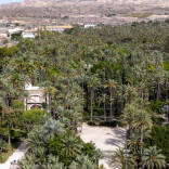 palmeral elche censos