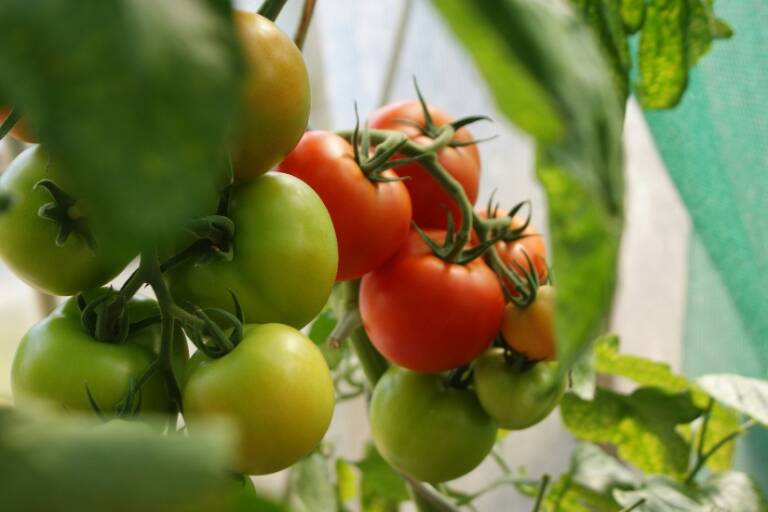 : Feria del Tomate de Perelló, eventos gastronómicos de Valencia