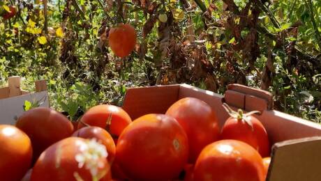 La Tomatina, Buñol, Diputació de València