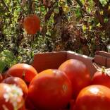 La Tomatina, Buñol, Diputació de València