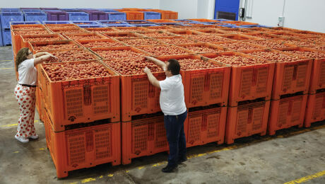 La Tomatina, Buñol, La Hoya de Buñol,