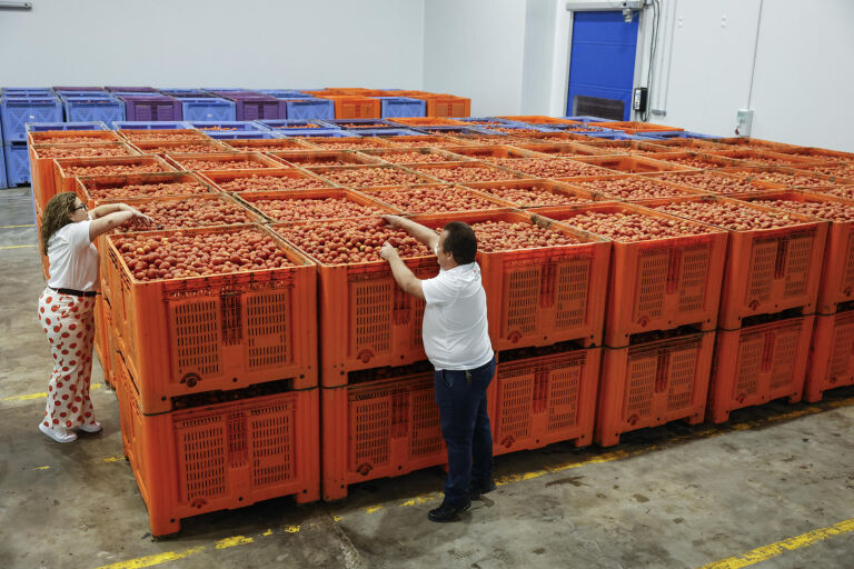 La Tomatina, Buñol, La Hoya de Buñol,