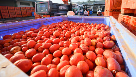 La Tomatina, Buñol, La Hoya de Buñol, Frutas y Verduras Massanassa