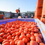 La Tomatina, Buñol, La Hoya de Buñol, Frutas y Verduras Massanassa