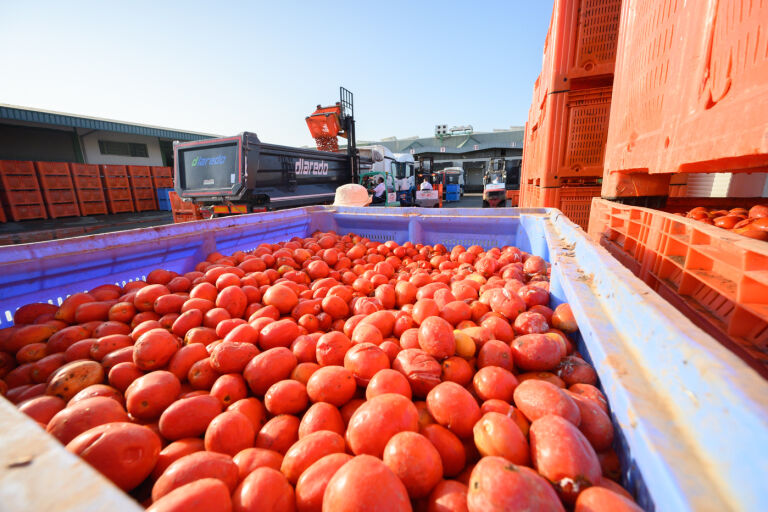 La Tomatina, Buñol, La Hoya de Buñol, Frutas y Verduras Massanassa