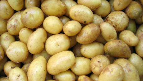 Patatas, San Antonio de Benagéber, Camp de Túria