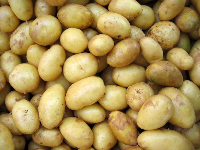 Patatas, San Antonio de Benagéber, Camp de Túria